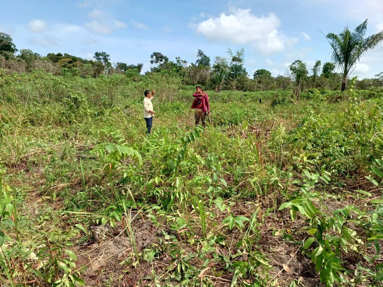 Vendo fazenda