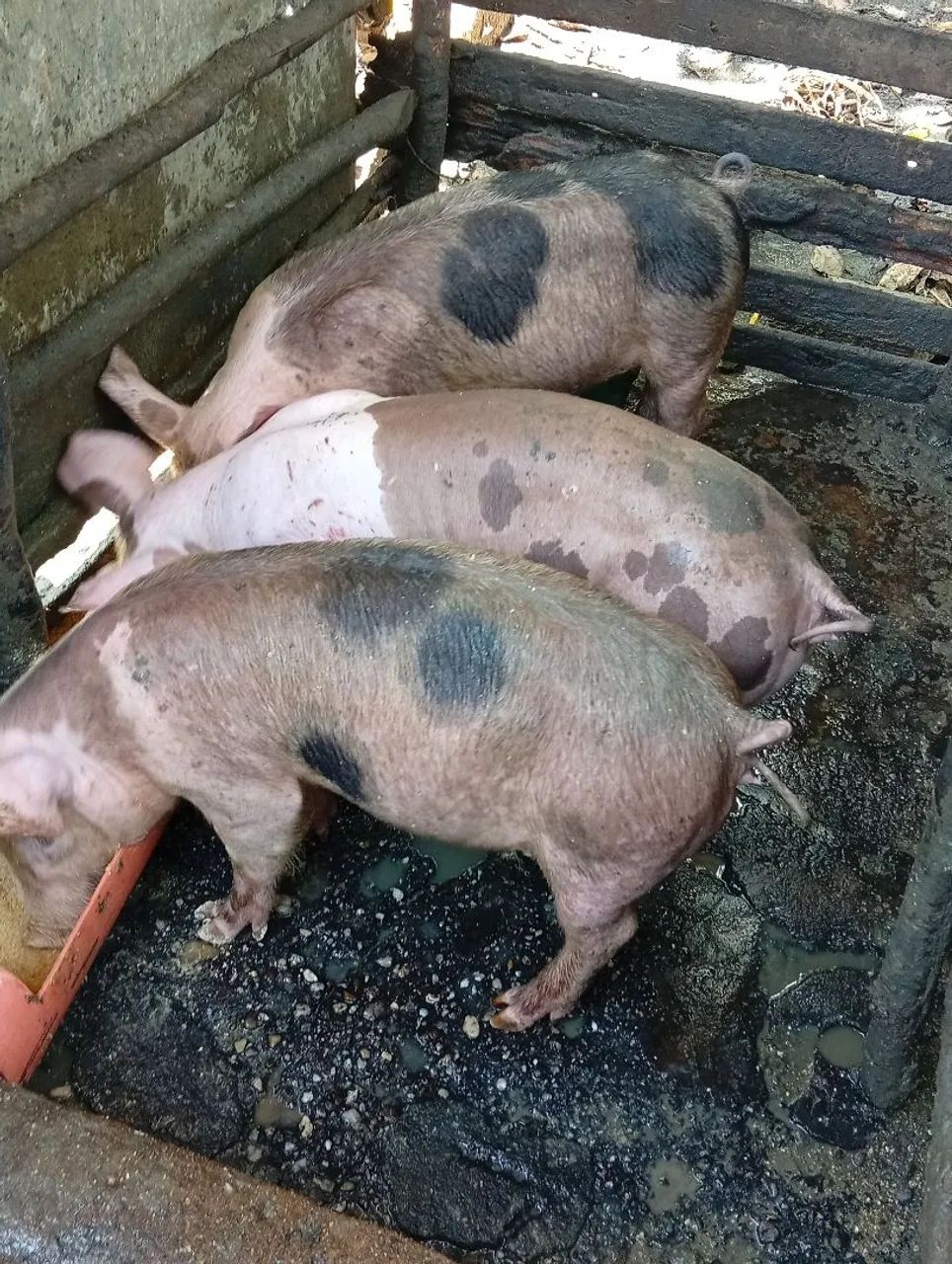 Bacurinho porco  - Foto 3