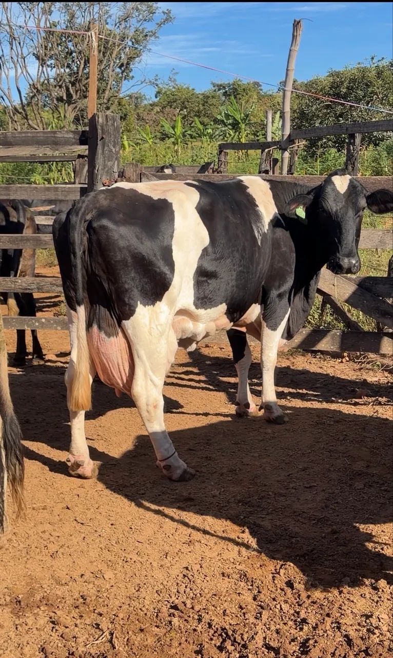 Vacas leiteiras