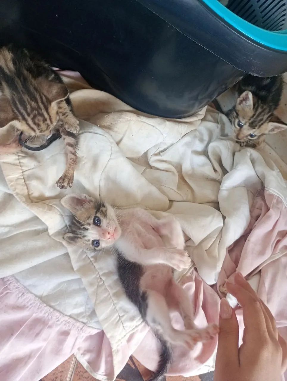 Gatinho macho  - Foto 4
