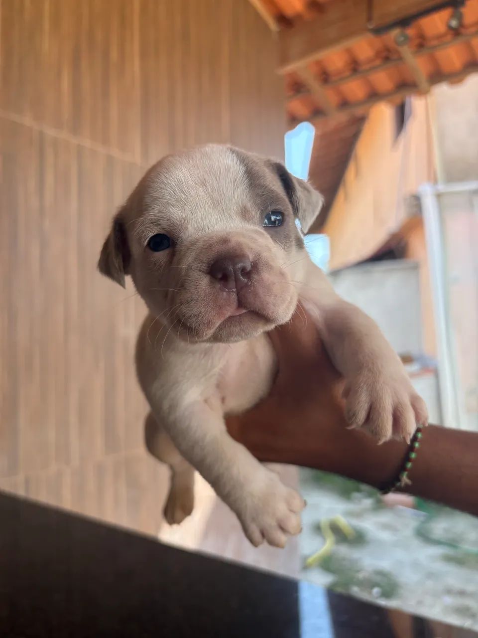 American Bully  - Foto 4