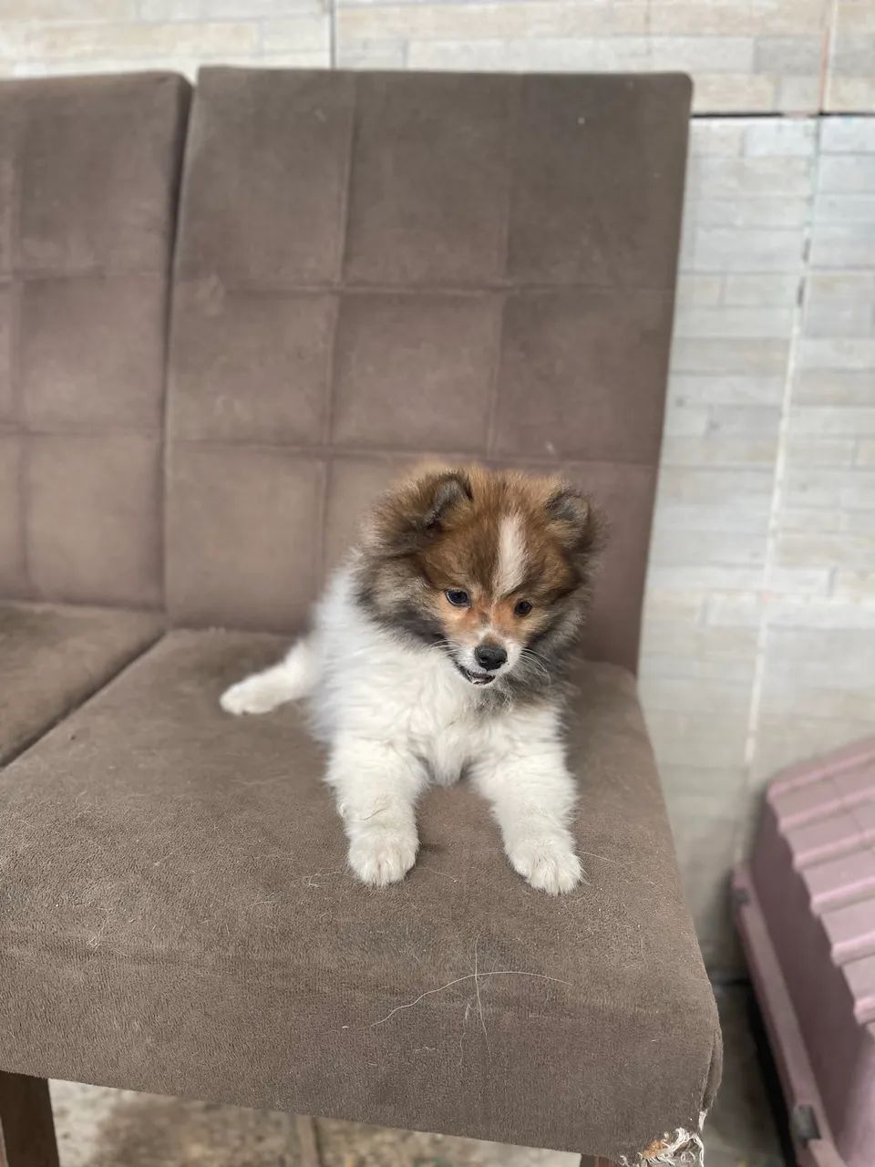 Cachorro  - Foto 4