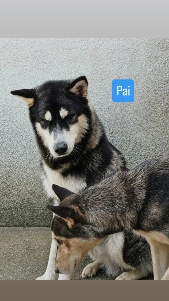 Filhotes de Husky Siberiano - Foto 2