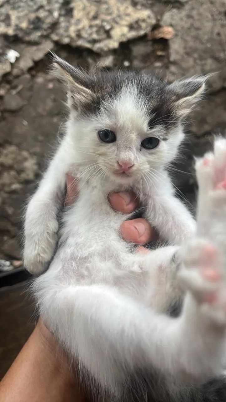 Gatinhos    - Foto 3