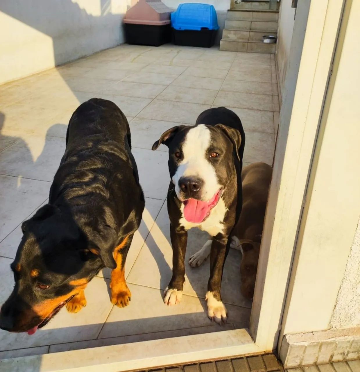 Pet - Foto 3