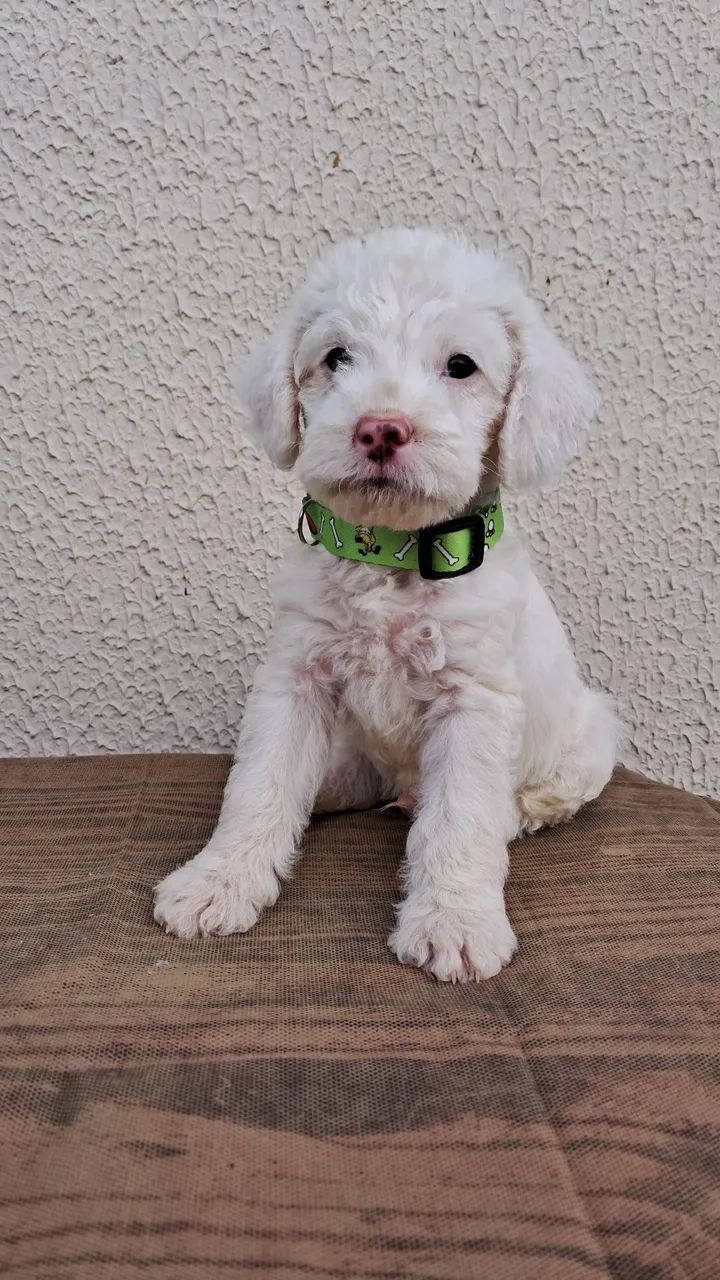 poodle numero 1