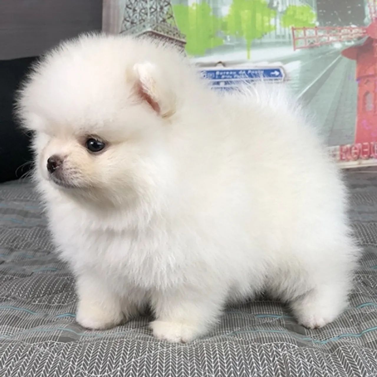 Lulu da pomerania macho anao 