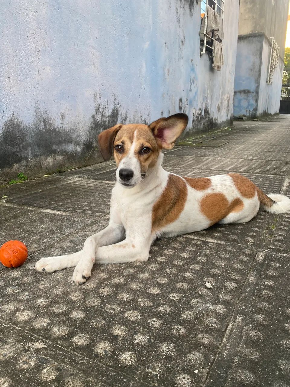 Adoção responsável 