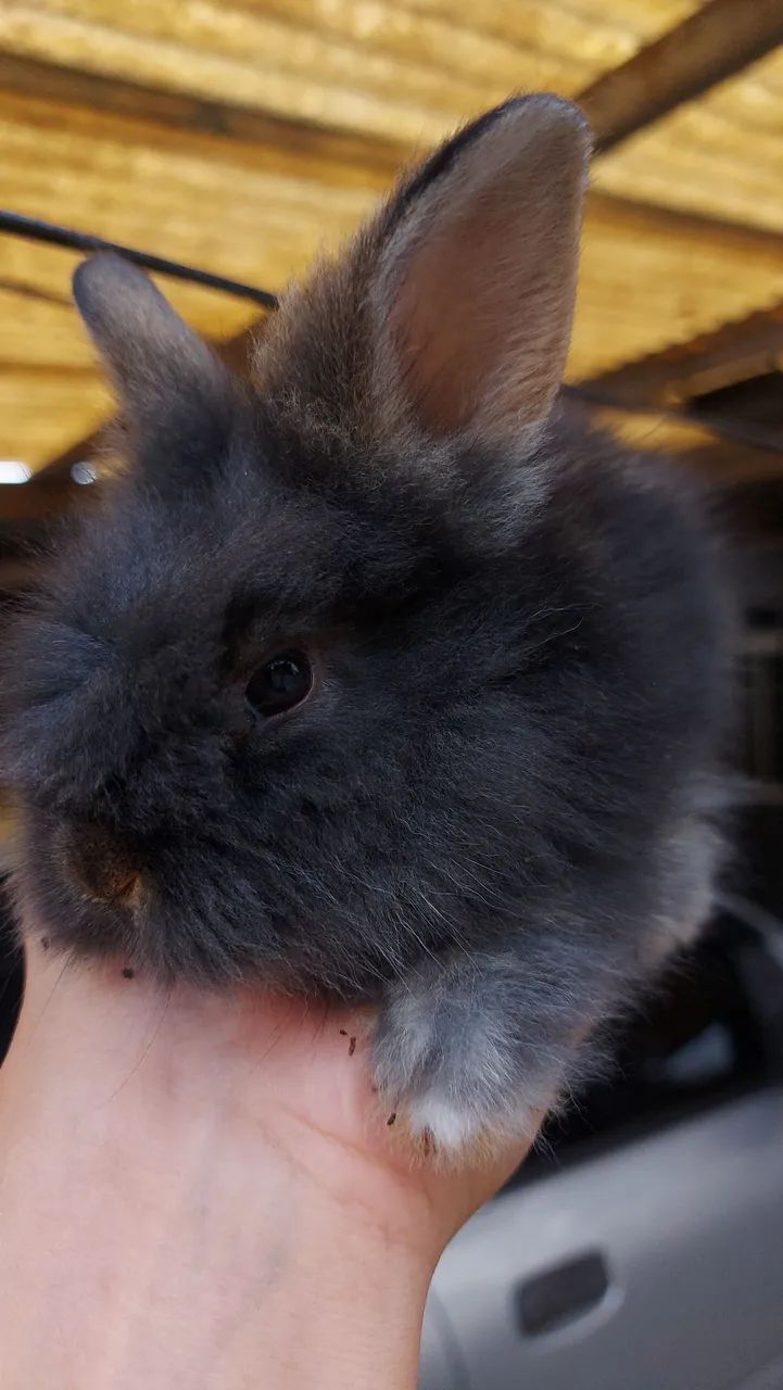 Mini Lionhead prontos para novo lar preço especial