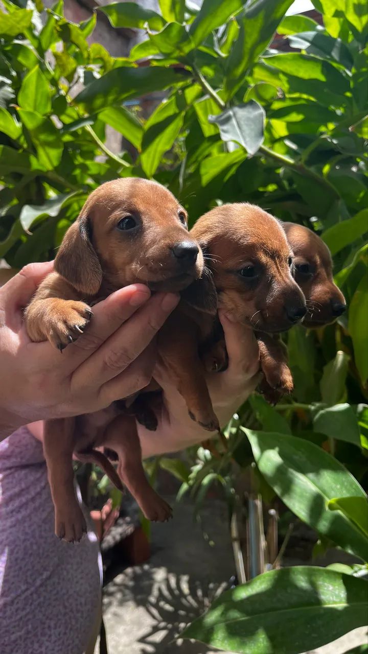 Cachorros  - Foto 2