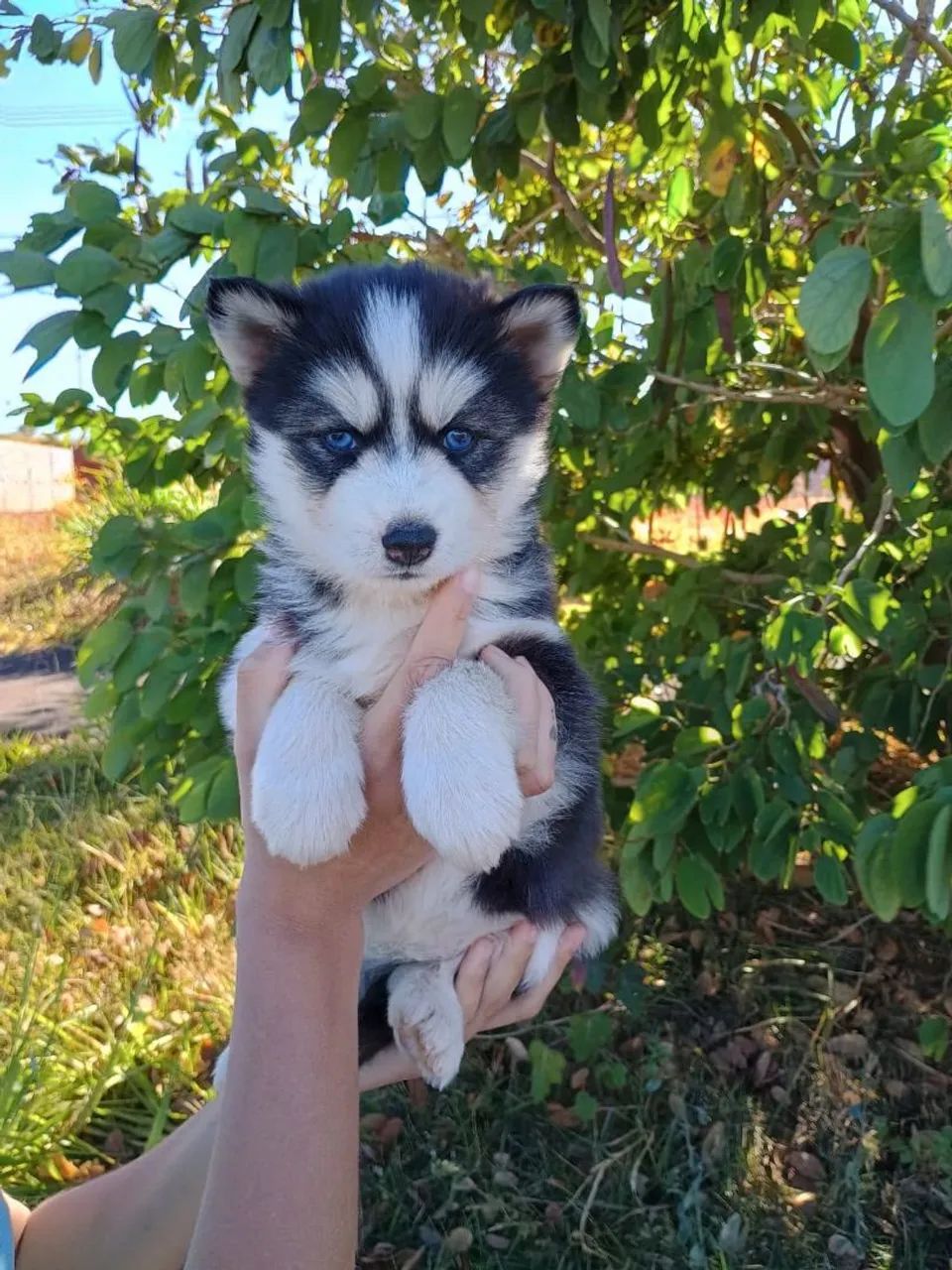 Husky siberiano - com registro todas as cores  - Foto 3