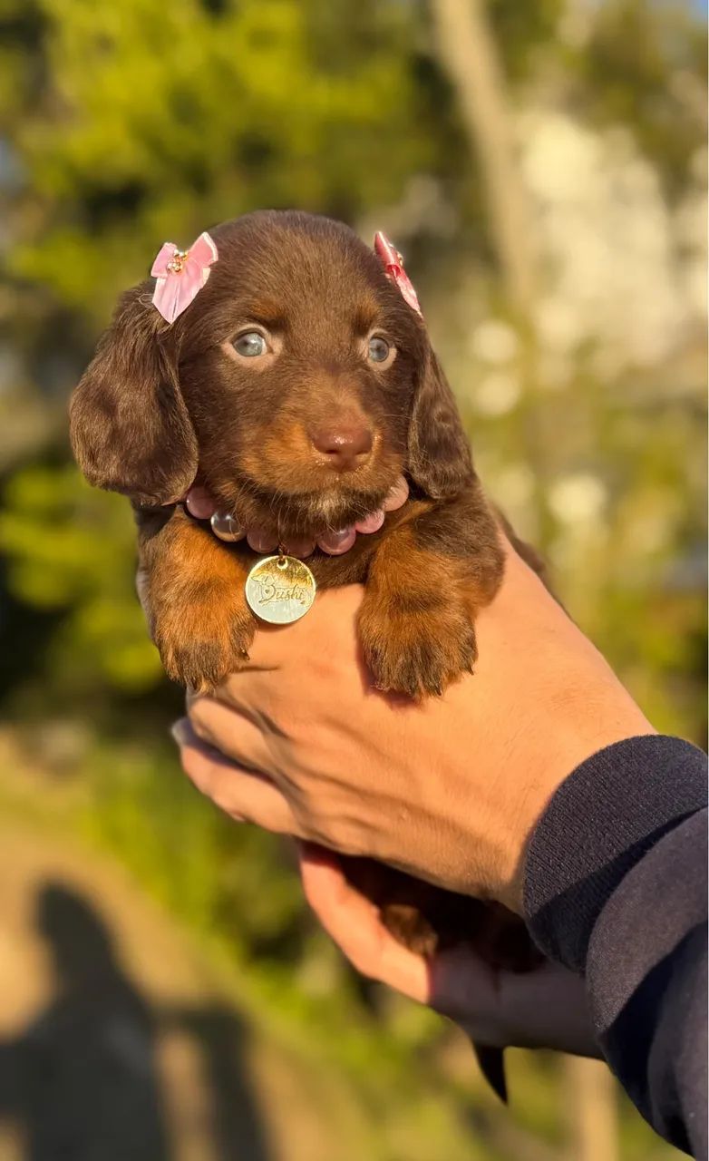 Dachshund pelo longo  - Foto 3