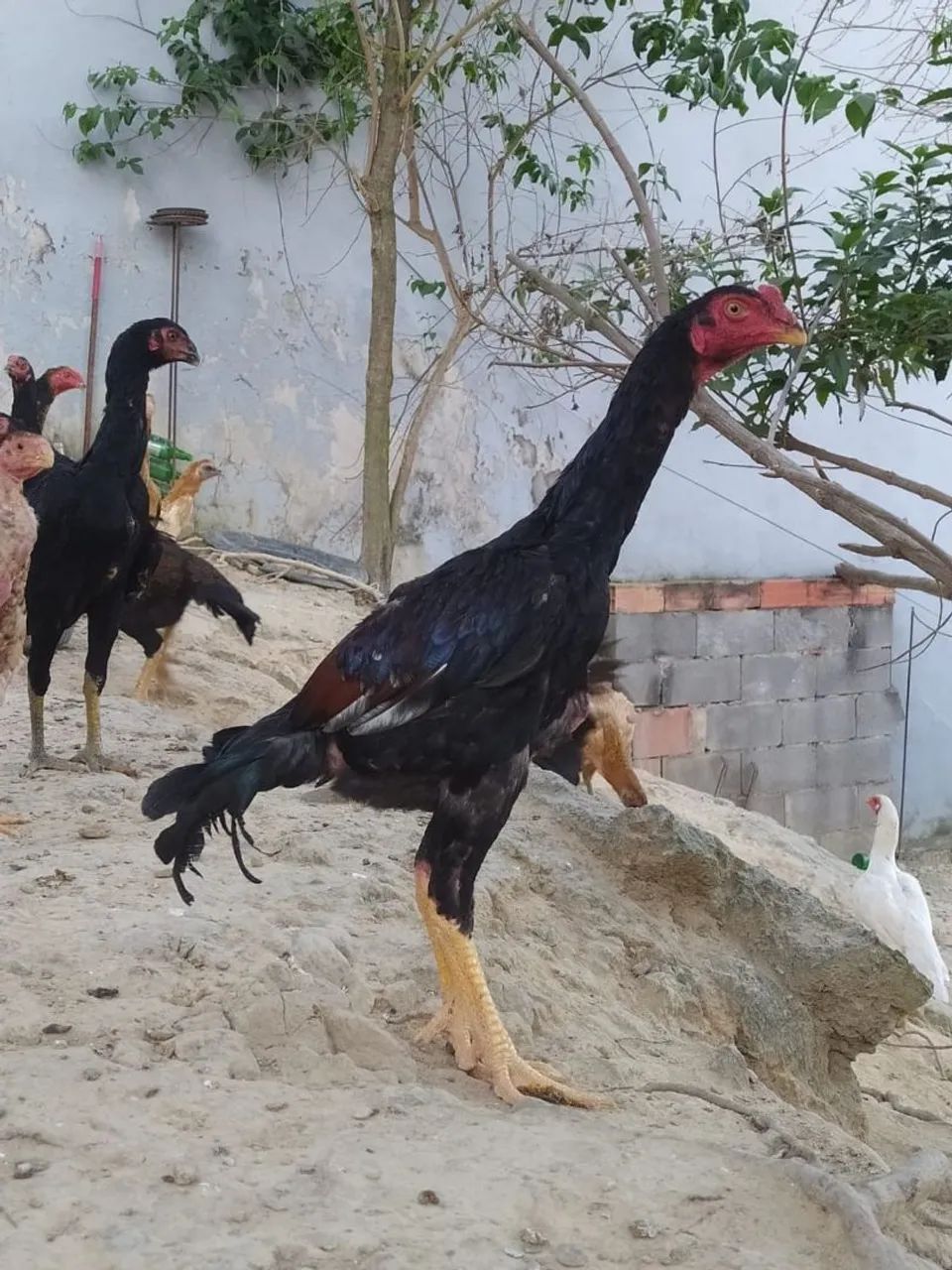 Frango índio  - Foto 4
