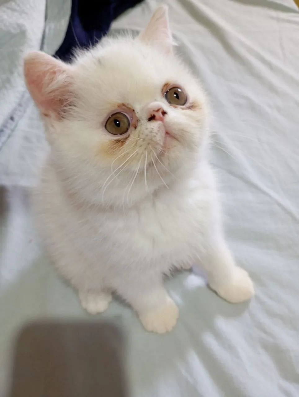 Filhotes de gatos persa exótico branco  - Foto 2