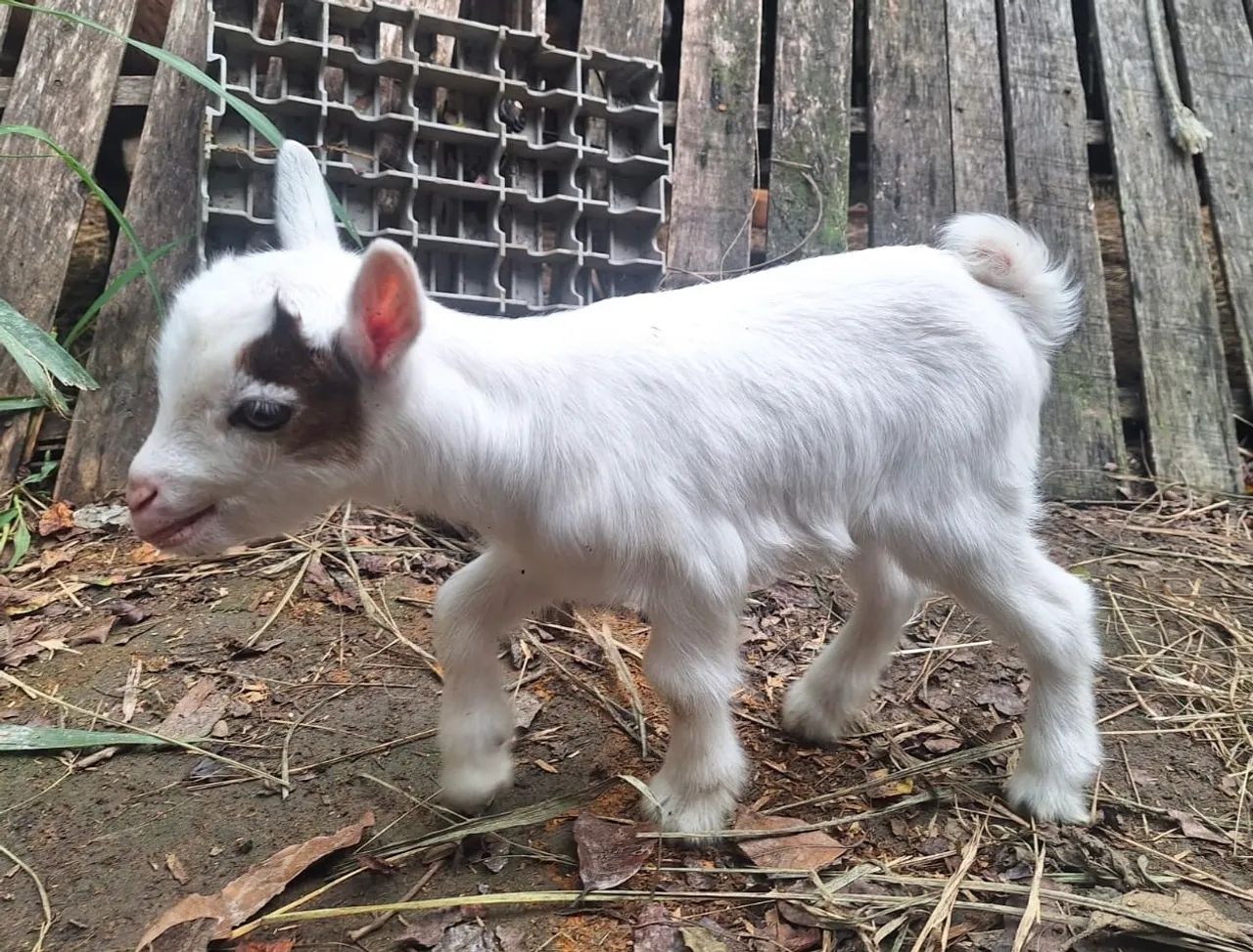 Mini Cabra, Mini Bode, Mini Cabrito 