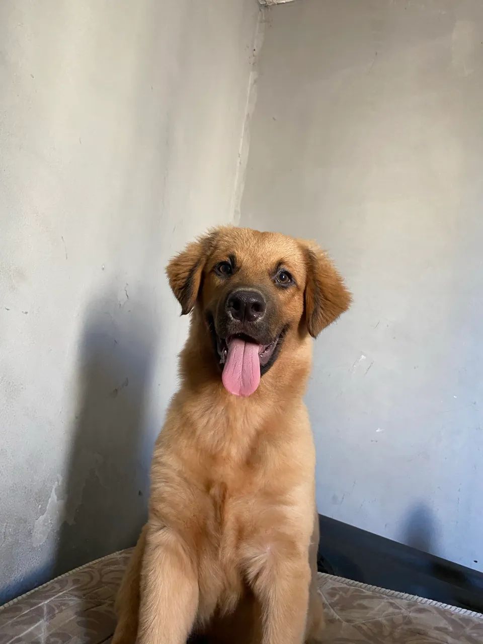 Cão 
