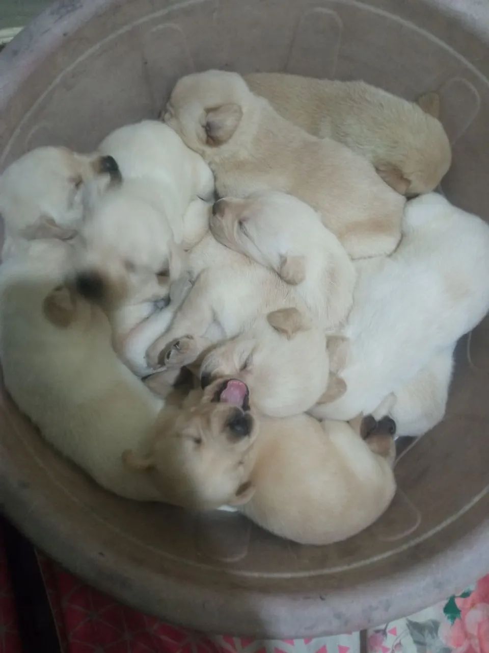 Filhote de labrador  - Foto 3