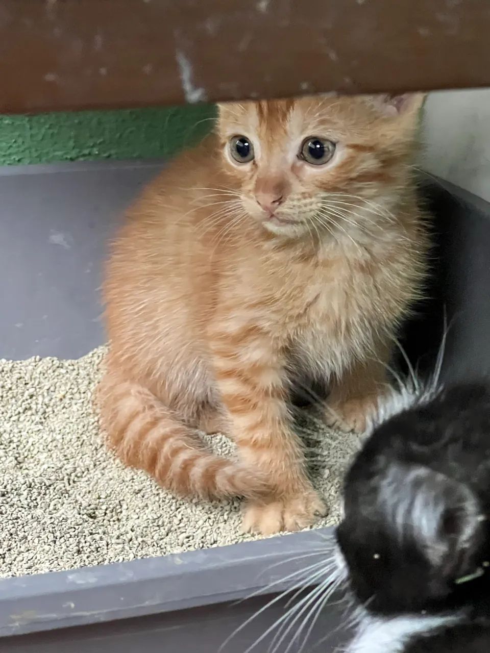 Gatinhos para adoção  - Foto 2