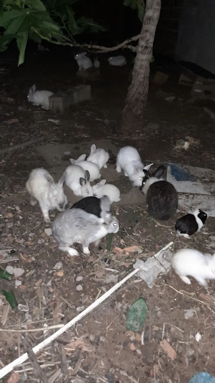 Coelhos disponível 60 reais cada 