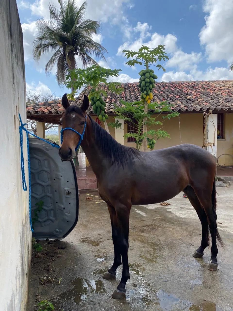 Vendo potro mangalarga marchado registrado marcha picada  - Foto 5