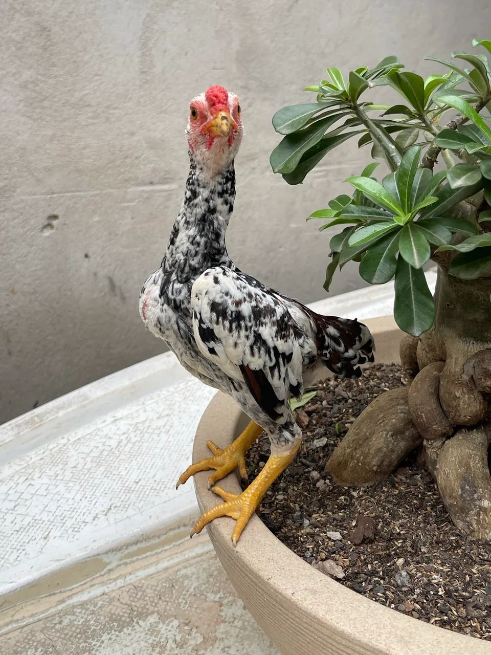 Mini galo - Foto 2