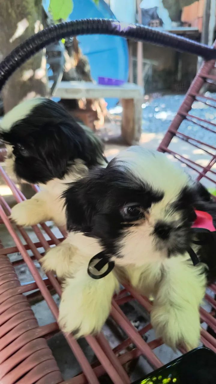 Shitzu mini Disponível  - Foto 3