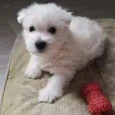West Terrier Filhote Saudável