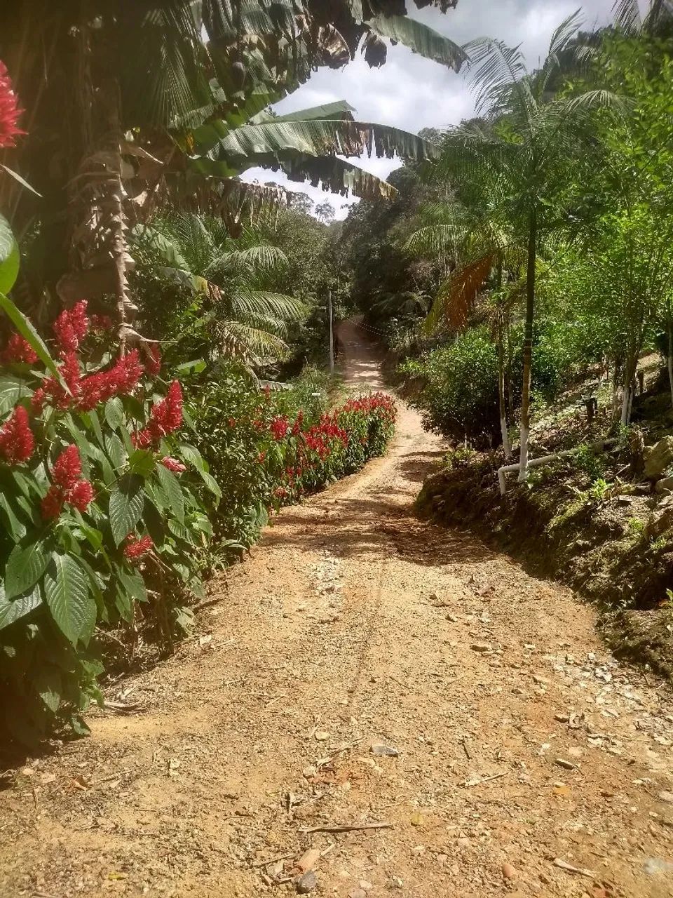 Chácara em aguas mornas - Foto 3