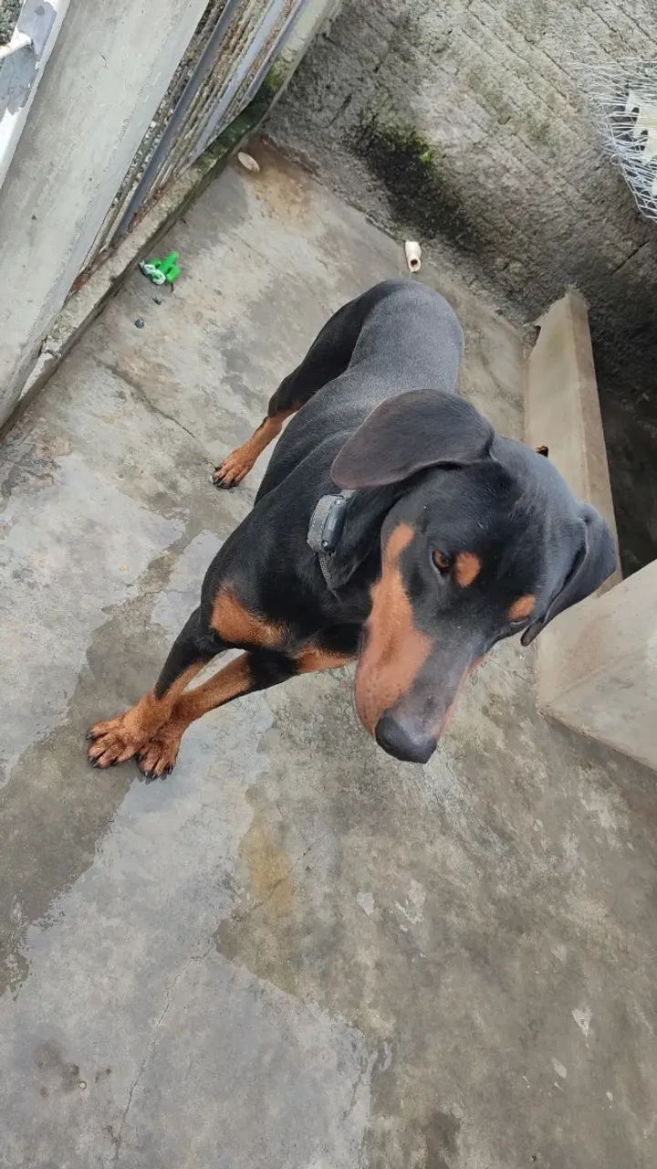 Doberman  - Foto 4