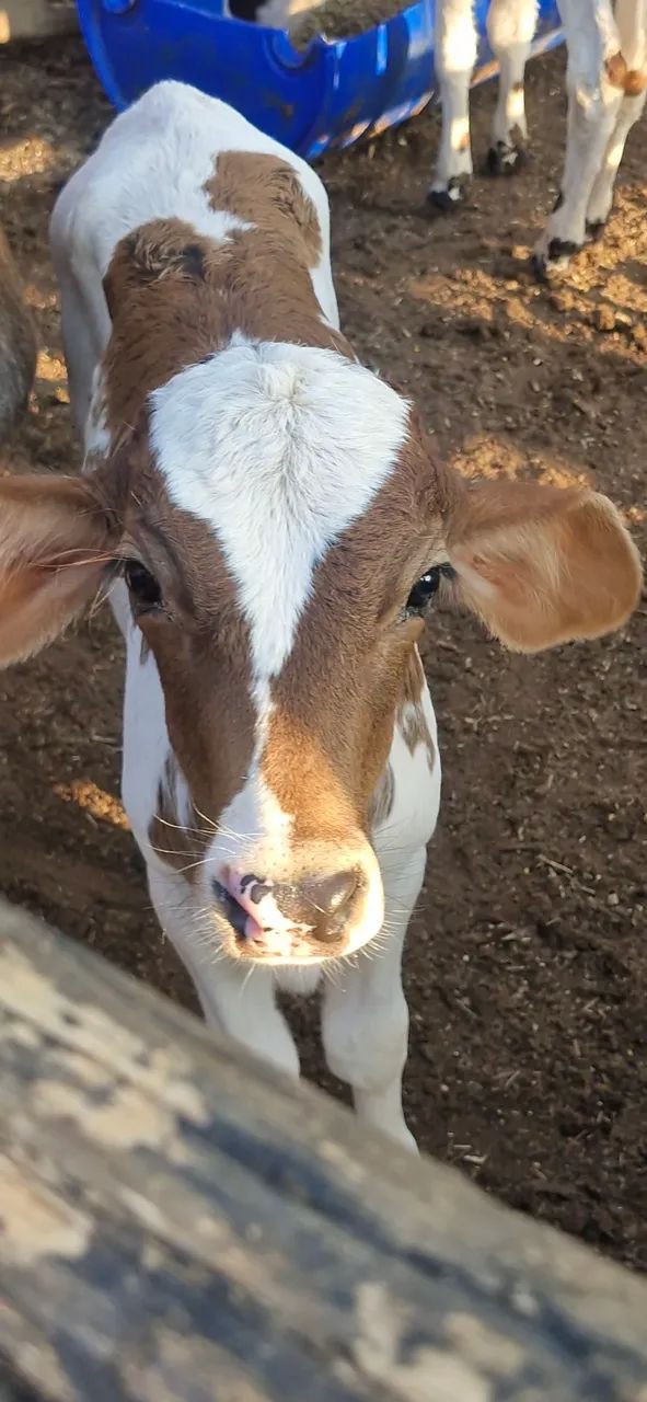 VACAS DE LEITE - Foto 5