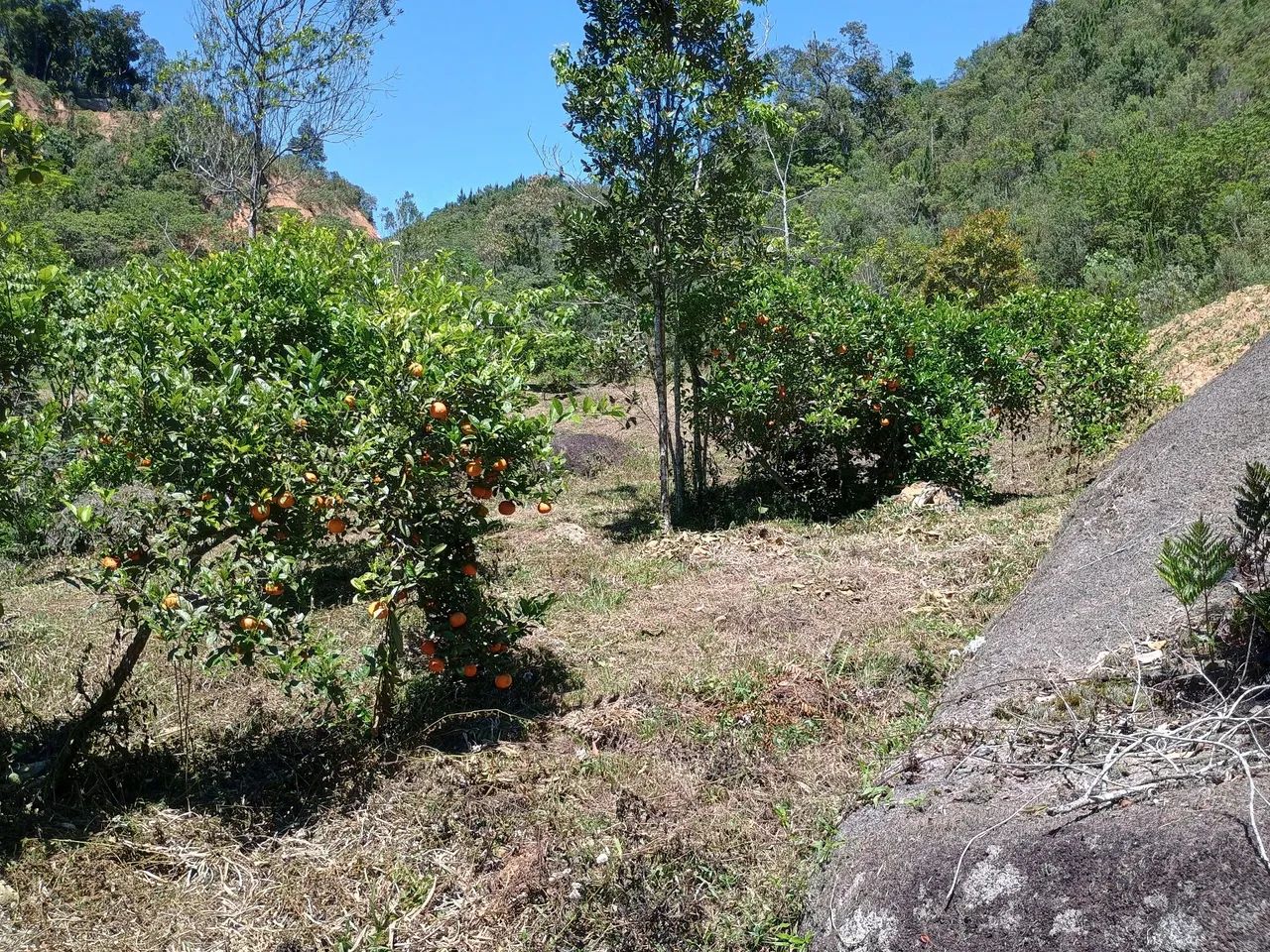 ANITÁPOLIS/SC - Lindo sítio pronto para morar 3hectares  - Foto 2