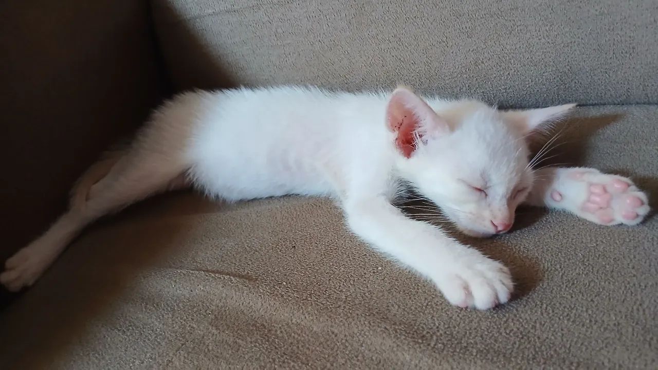 Doa-se Gato  - Foto 4