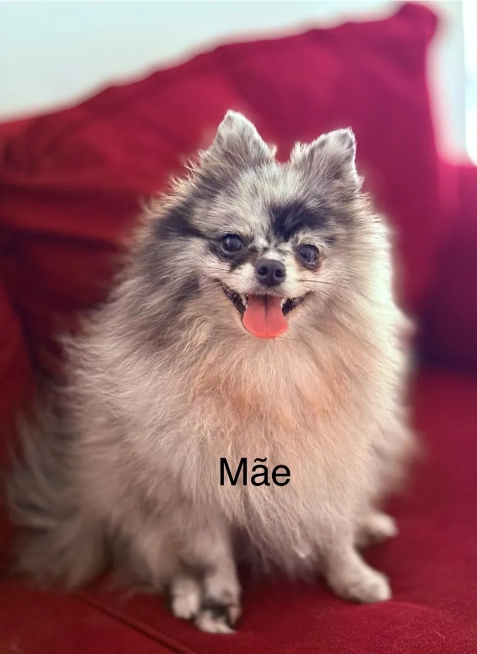 Filhote de spitz alemão  - Foto 5