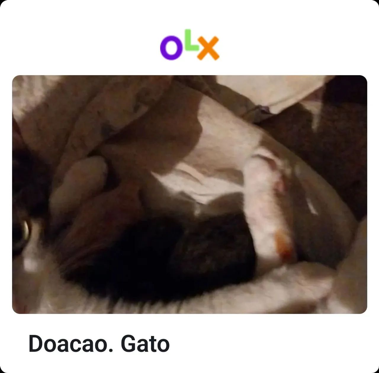 Doacao. Gatinho
