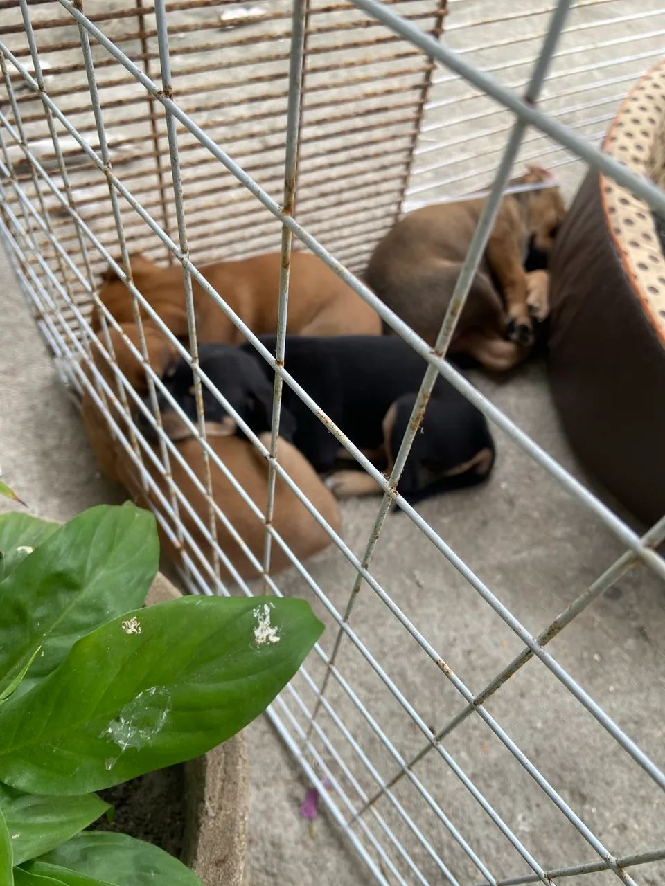 Cachorro para doação 