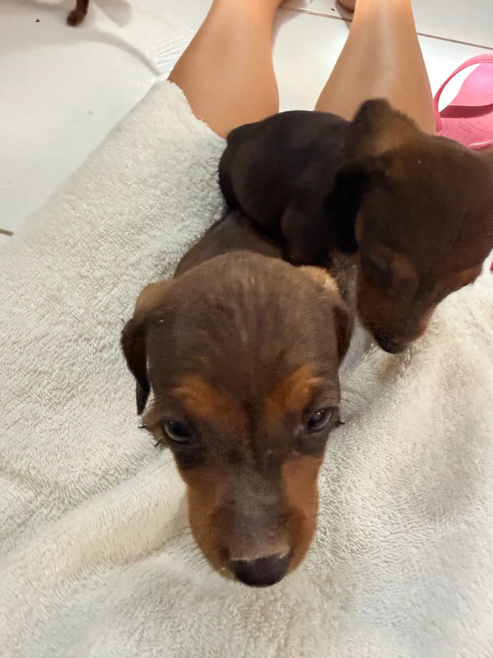Cachorro dachshund - Foto 5