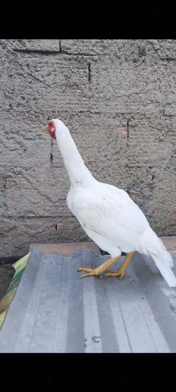 Galinha índia branca - Foto 2