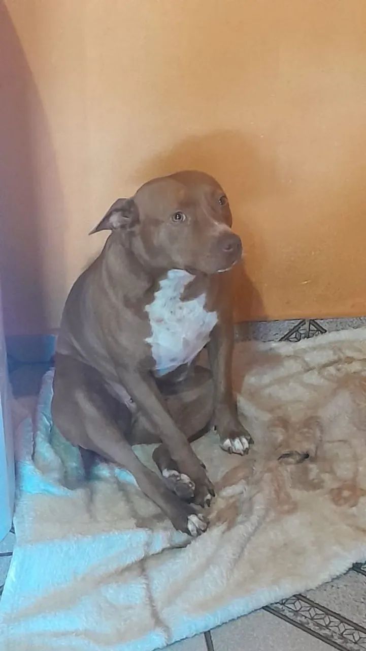 Doacao pit bull - Foto 5