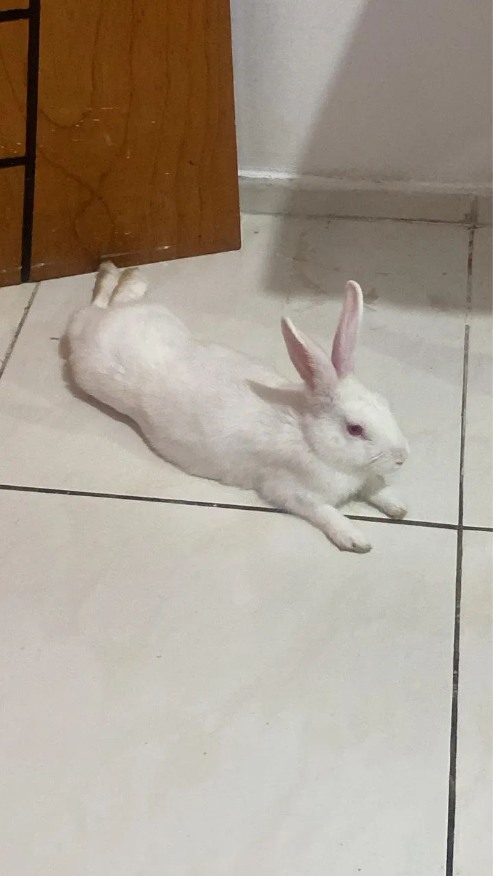Vendo coelho de 6 meses macho 