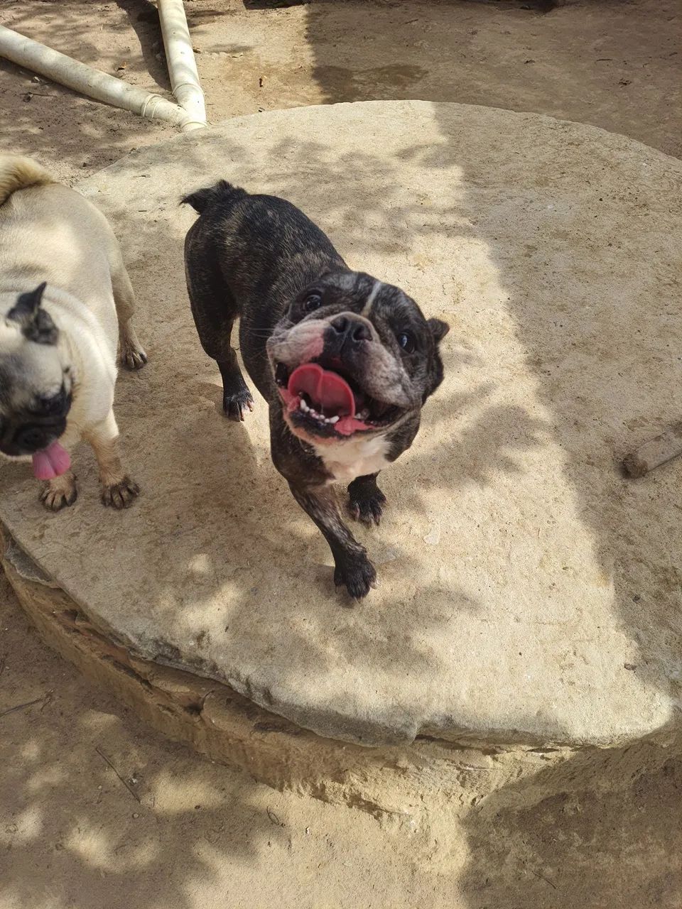 Cachorra - Foto 4