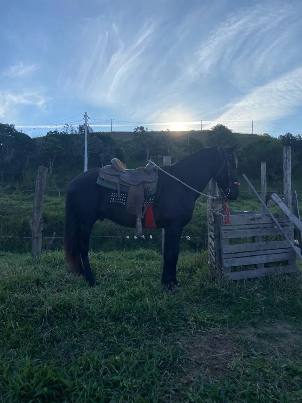 Vendo cavalo de CHARRETE e sela 