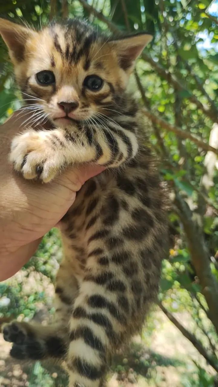 Gato bengal 