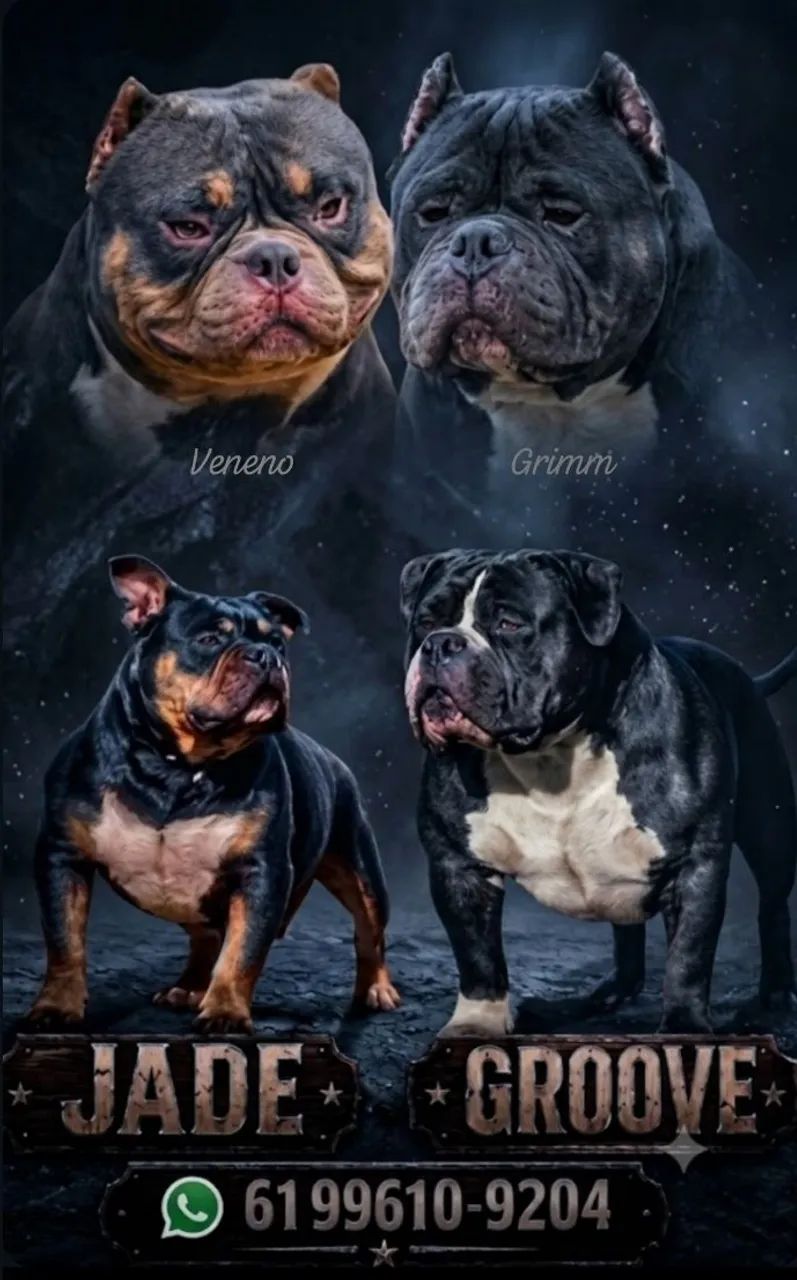 American Bully 