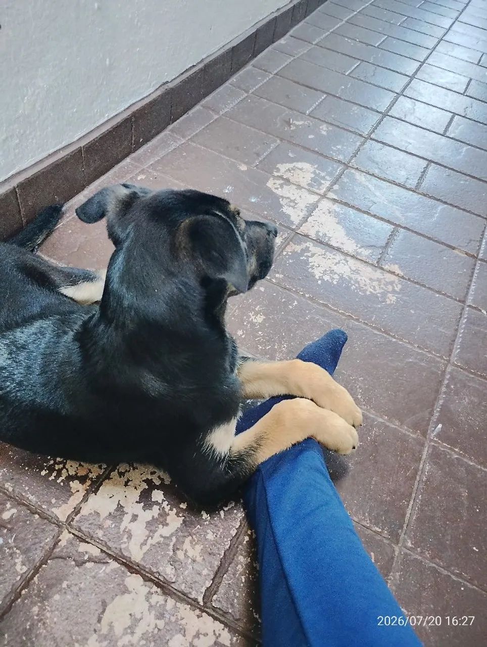 Doação deste Cão. - Foto 4