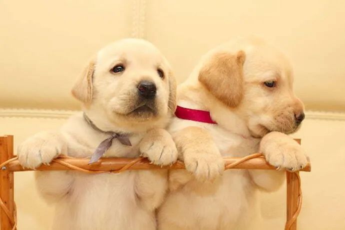 Labrador Retriever lindos filhotes  - Foto 3