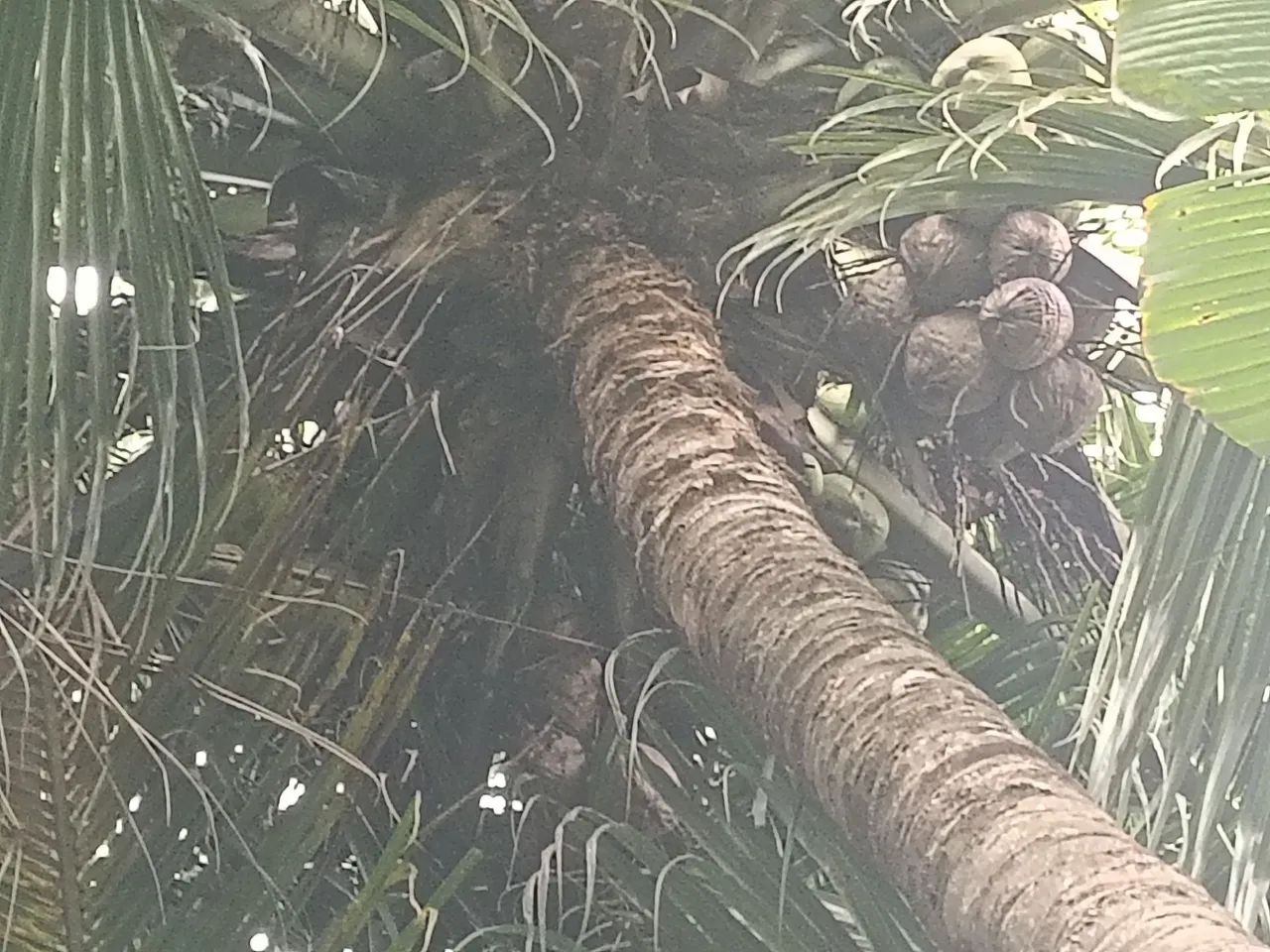 Mudas de coqueiros  - Foto 2