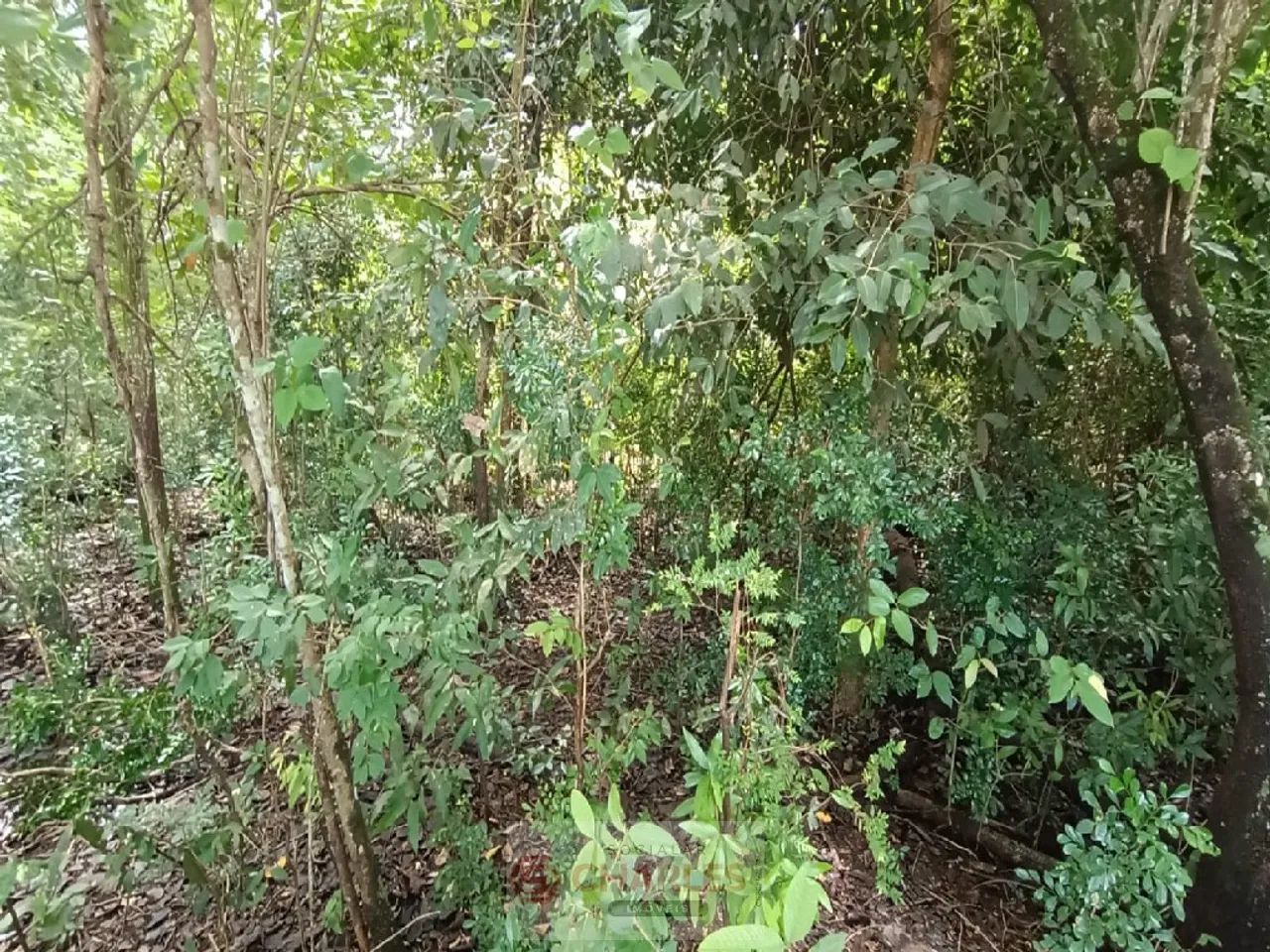 Área Acima De 500m2 Para Venda CENTRO CONCHAL - Foto 2