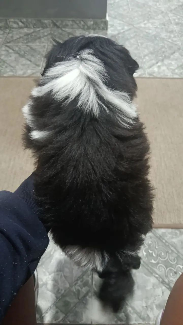 Shih macho - Foto 5