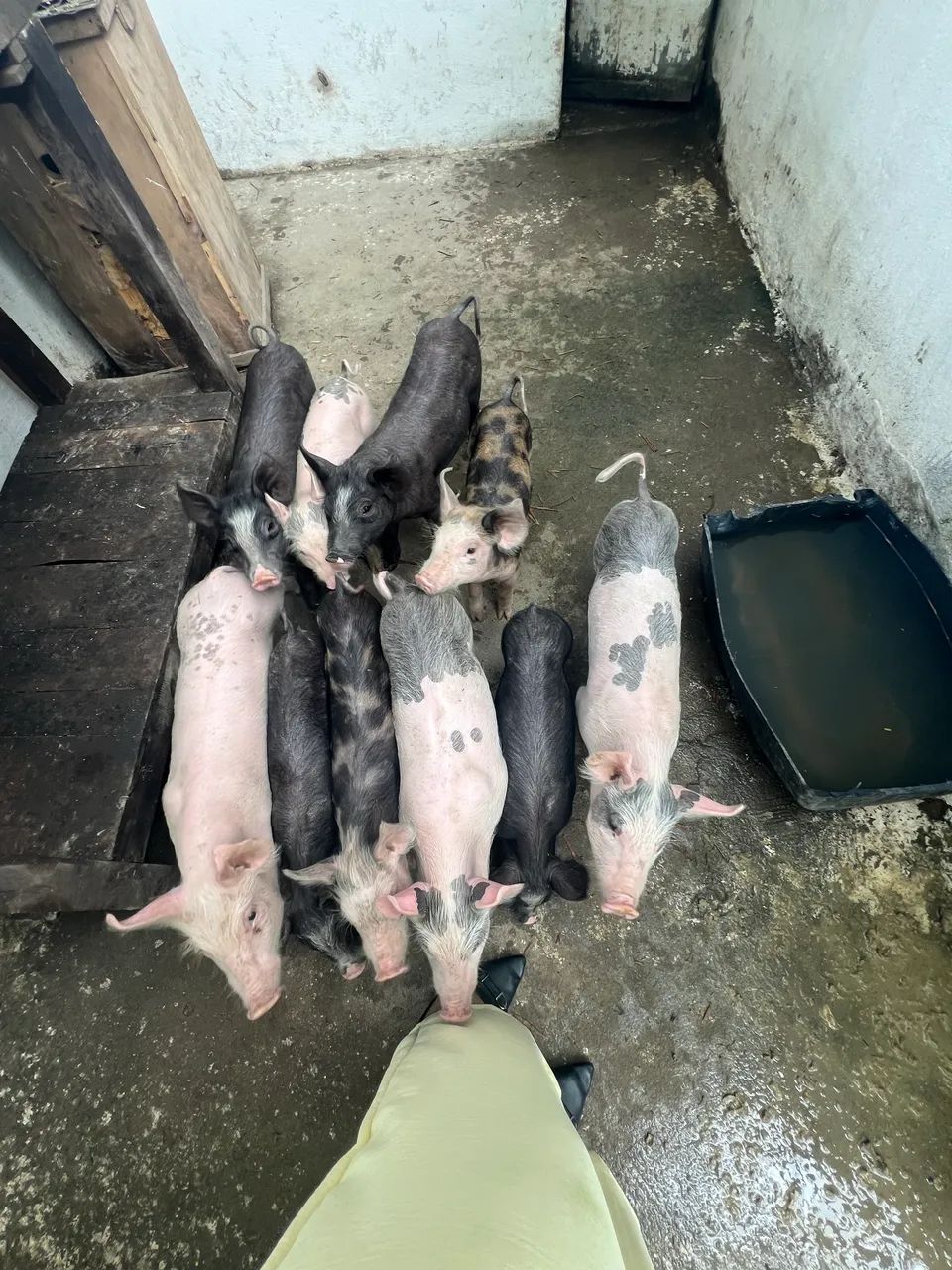 Porco suíno  - Foto 3