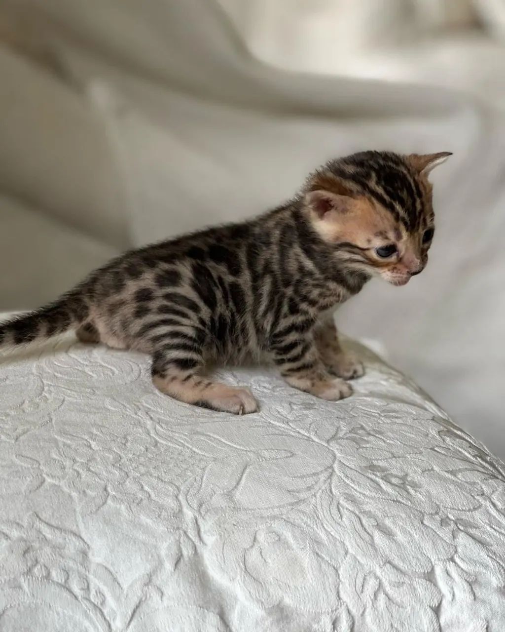 BENGAL CAT 